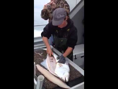Crackerjack Sportfishing deckhand, fastest halibut filleting you have ever seen!!