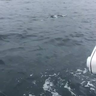 Nice King Salmon charging the boat, and almost getting the b...